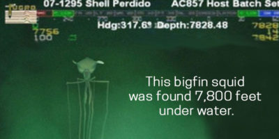 Picture 15 Facts About the Oceans that will Either Pique Your Curiosity or Terrify You!