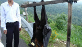 Picture These 12 Creatures Are The Biggest Of Their Kind, and They Look Almost Unreal!