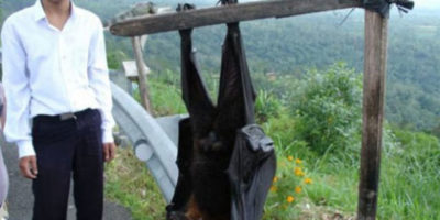 Picture These 12 Creatures Are The Biggest Of Their Kind, and They Look Almost Unreal!