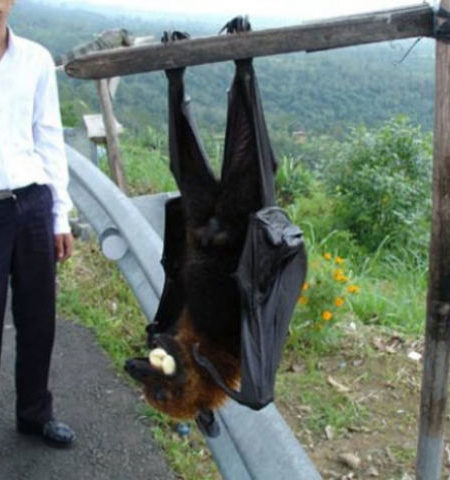 Picture These 12 Creatures Are The Biggest Of Their Kind, and They Look Almost Unreal!