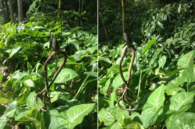 Giant Spider Eating A Snake