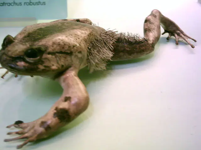 The Horror Frog