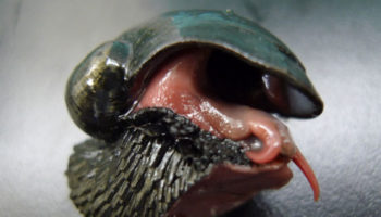 Picture This Snail Has a Shell Made of Iron and Lives 2500 Meters Below the Indian Ocean