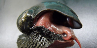 Picture This Snail Has a Shell Made of Iron and Lives 2500 Meters Below the Indian Ocean