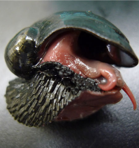 Picture This Snail Has a Shell Made of Iron and Lives 2500 Meters Below the Indian Ocean