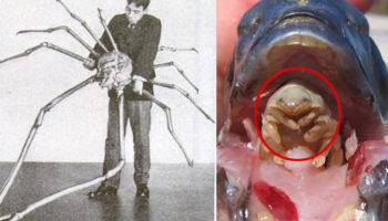 Picture These 12 strange and bizarre creatures look like they don’t belong to this planet.