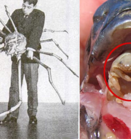 Picture These 12 strange and bizarre creatures look like they don’t belong to this planet.