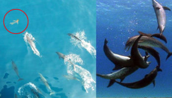 Picture 11 Facts About Dolphins That Will Prove They Are A Vicious Nightmare