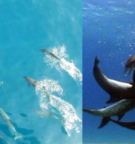 Picture 11 Facts About Dolphins That Will Prove They Are A Vicious Nightmare