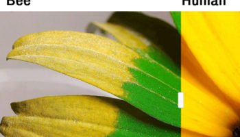 Picture It Might Come As A Big Surprise, But Animals See The World Quite Differently Than We Do!