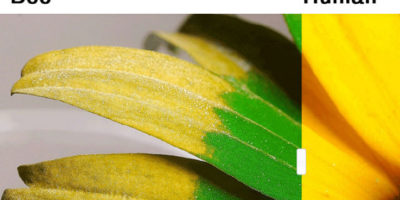 Picture It Might Come As A Big Surprise, But Animals See The World Quite Differently Than We Do!