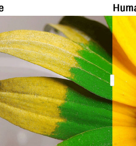 Picture It Might Come As A Big Surprise, But Animals See The World Quite Differently Than We Do!
