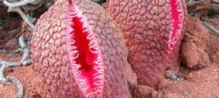 Picture This African flower smells like faeces and looks like a scary vagina with sprouted fangs
