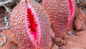 Picture This African flower smells like faeces and looks like a scary vagina with sprouted fangs