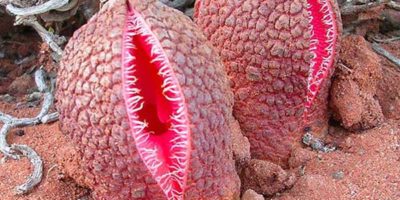 Picture This African flower smells like faeces and looks like a scary vagina with sprouted fangs