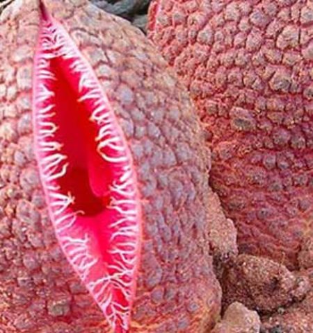 Picture This African flower smells like faeces and looks like a scary vagina with sprouted fangs