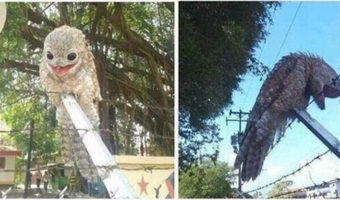 Picture The Great Potoo Bird Will Probably Scare The Living Bejesus Out Of You!
