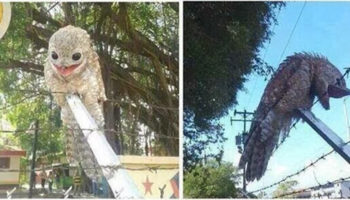 Picture The Great Potoo Bird Will Probably Scare The Living Bejesus Out Of You!