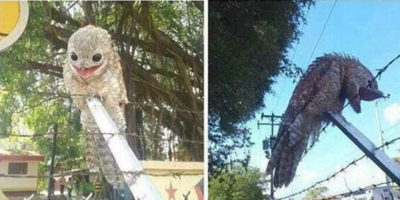 Picture The Great Potoo Bird Will Probably Scare The Living Bejesus Out Of You!