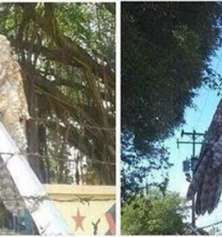 Picture The Great Potoo Bird Will Probably Scare The Living Bejesus Out Of You!