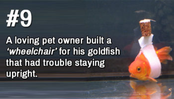 Picture 19 Awesome Facts Guaranteed to Brighten Your Day!