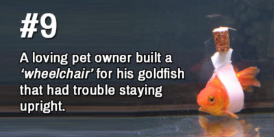 Picture 19 Awesome Facts Guaranteed to Brighten Your Day!