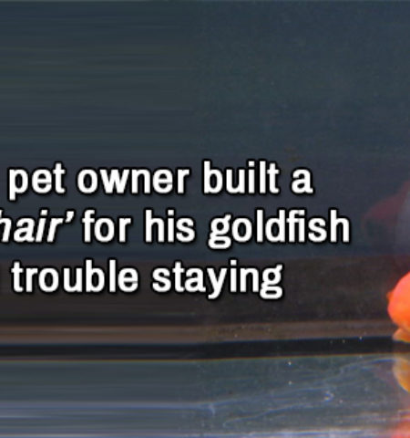 Picture 19 Awesome Facts Guaranteed to Brighten Your Day!