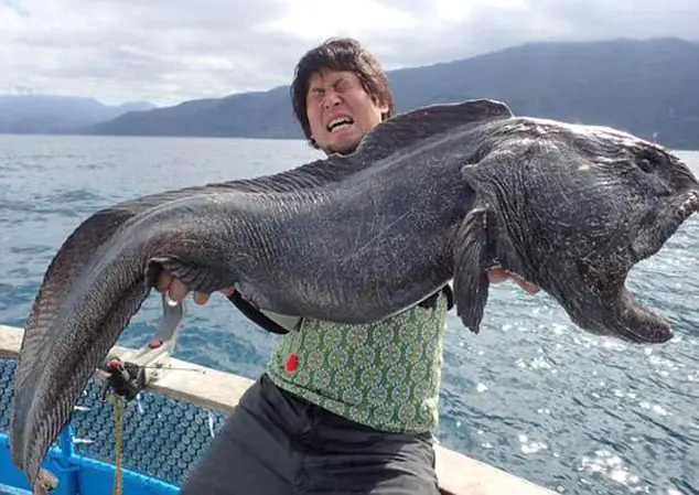 2 m long wolffish