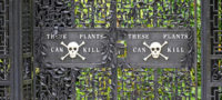 Picture England’s Poison Garden Has Some Of The Deadliest Plants On The Planet. It’s Surreal.