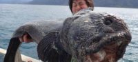 Picture A Japanese Fisherman Caught A Giant Fish Almost Six Feet Long Off The Coast Of Japan. It’s Enormous!