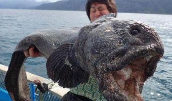 Picture A Japanese Fisherman Caught A Giant Fish Almost Six Feet Long Off The Coast Of Japan. It’s Enormous!