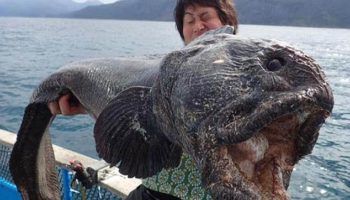 Picture A Japanese Fisherman Caught A Giant Fish Almost Six Feet Long Off The Coast Of Japan. It’s Enormous!