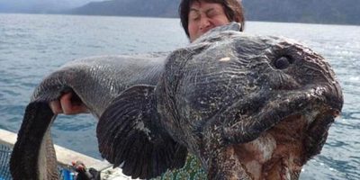 Picture A Japanese Fisherman Caught A Giant Fish Almost Six Feet Long Off The Coast Of Japan. It’s Enormous!
