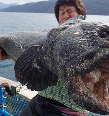 Picture A Japanese Fisherman Caught A Giant Fish Almost Six Feet Long Off The Coast Of Japan. It’s Enormous!