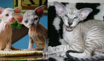 Picture 15 Strangest to Cutest Cat Breeds You’ve Never Seen Before