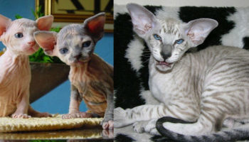 Picture 15 Strangest to Cutest Cat Breeds You’ve Never Seen Before