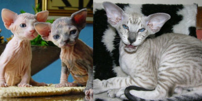 Picture 15 Strangest to Cutest Cat Breeds You’ve Never Seen Before