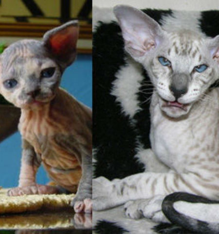 Picture 15 Strangest to Cutest Cat Breeds You’ve Never Seen Before