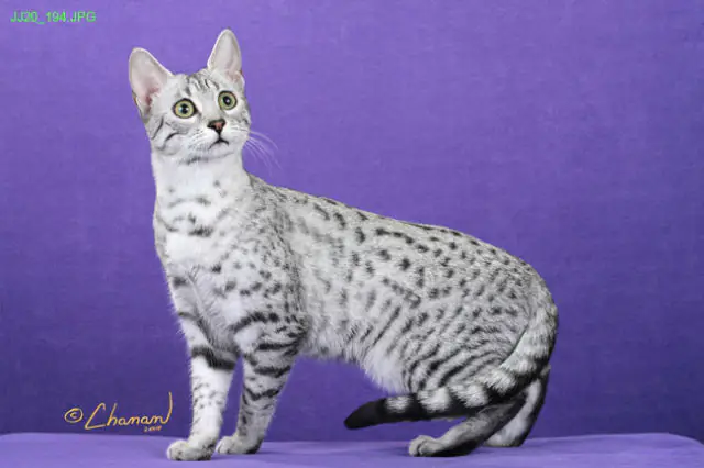 15 Strangest to Cutest Cat Breeds You've Never Seen Before