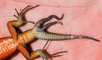 Picture Extremely Rare Tripple Tailed Lizard Discovered in Kosovo
