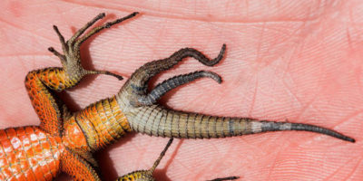 Picture Extremely Rare Tripple Tailed Lizard Discovered in Kosovo