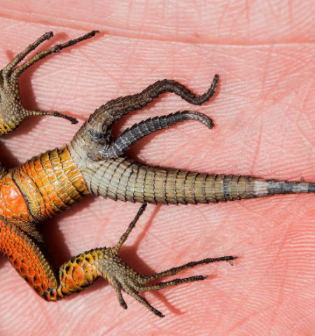 Picture Extremely Rare Tripple Tailed Lizard Discovered in Kosovo