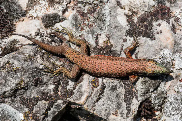 Tripple Tailed Lizard