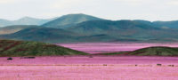 Picture Flowers Bloom After 14 Years Worth of Rain for The ‘Driest Place On Earth’