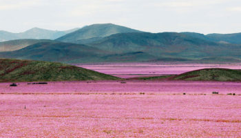 Picture Flowers Bloom After 14 Years Worth of Rain for The ‘Driest Place On Earth’