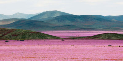 Picture Flowers Bloom After 14 Years Worth of Rain for The ‘Driest Place On Earth’