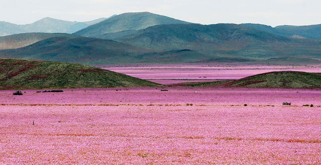 Rain on 'Driest place on earth'