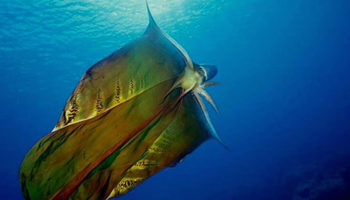 Picture 15 WTF facts about the Creeply Sea Crawler – The Octopus