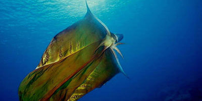 Picture 15 WTF facts about the Creeply Sea Crawler – The Octopus