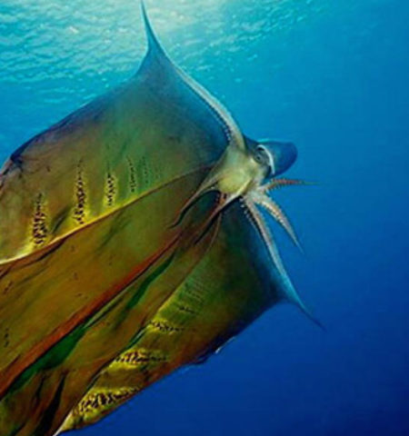 Picture 15 WTF facts about the Creeply Sea Crawler – The Octopus